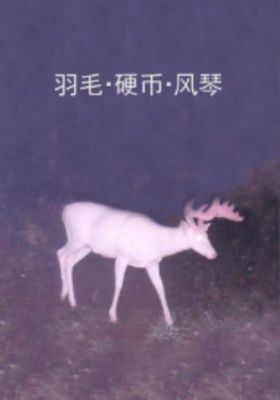 Feathers, a Coin, and the Organ